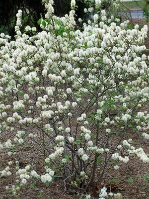 Dwarf Fothergilla (Fothergilla major 'Mt. Airy')