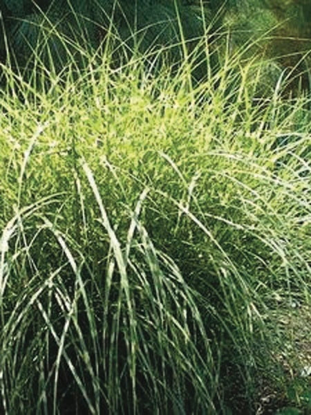 Miscanthus sinensis 'Little Zebra' (Variegated Maiden Grass)