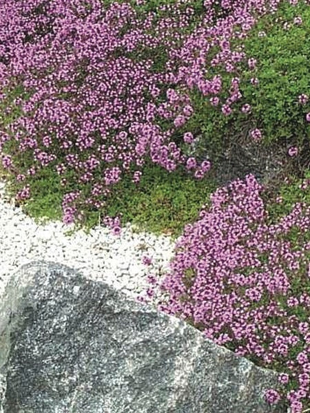 Wild Thyme (Thymus praecox 'Pink Chintz')