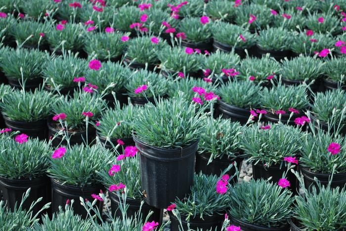 Dianthus x 'Neon Star' (Garden Pinks), pink flowers