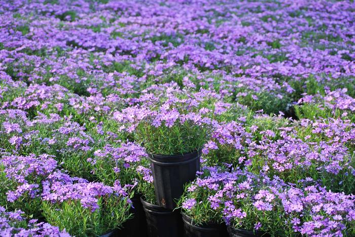 Phlox subulata 'Purple Beauty' (Moss Pinks)