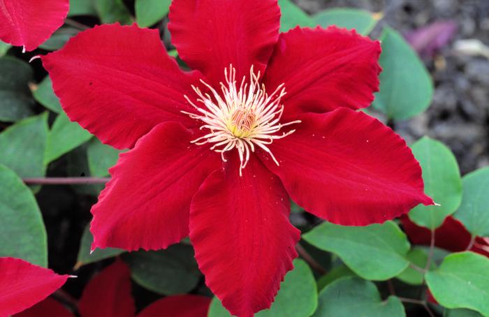 Clematis hybrid 'Rebecca'™ (Hybrid Clematis), red flower