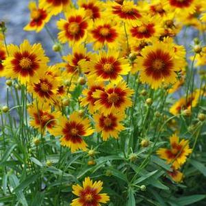 Coreopsis Uptick™Gold & Bronze (Tickseed), yellow and red flowers