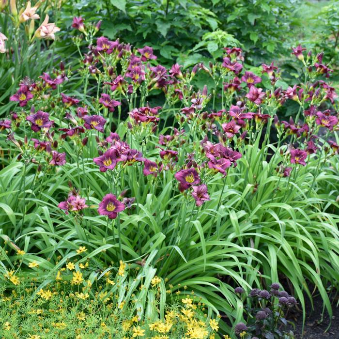 Hemerocallis 'Little Grapette' (Daylily)