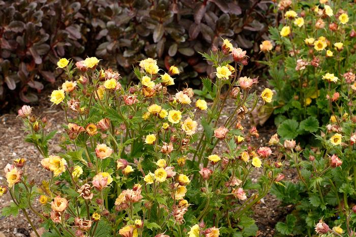 Geum Tempo™Yellow (Avens)