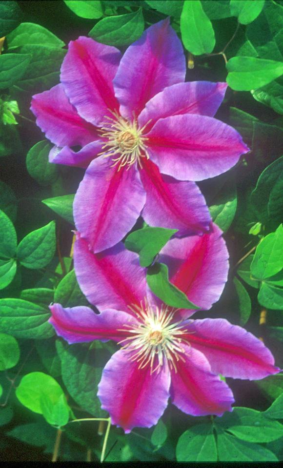 Clematis hybrid 'Dr. Ruppel' (Hybrid Clematis), purple flower