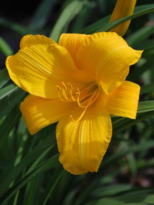 Hemerocallis 'Mary Todd' (Daylily)