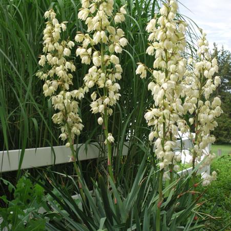 Adam's Needle (Yucca filamentosa) perennial