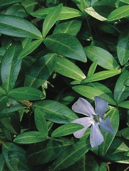 Common periwinkle (Vinca minor), purple flower