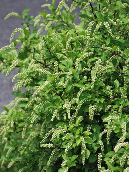 Dwarf Virginia Sweetspire (Itea virgincia Little Henry®)