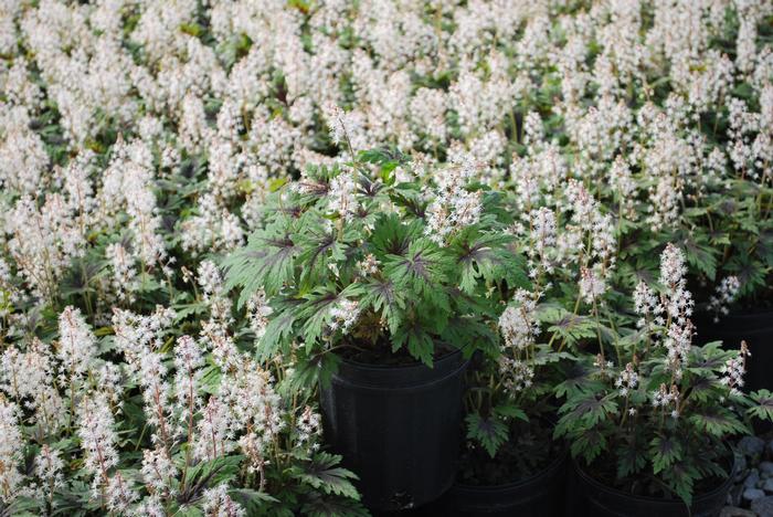 Tiarella 'Timbuktu' (Foam Flower)