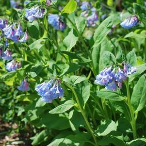 Virginia Blue Bells (Mertensia virginica)