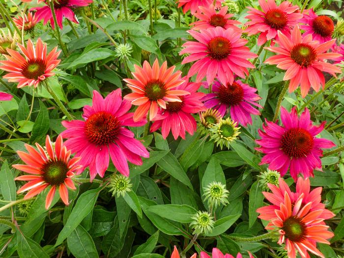 Echinacea Sombrero® Tres Amigos (Coneflower), pink flowers