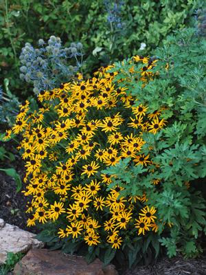 Dwarf Black-Eyed Susan (Rudbeckia fulgida 'Little Goldstar'), yellow flowers