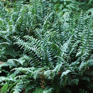 Christmas Fern (Polystichum acrostichoides)