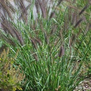 Black Flowering Fountain Grass (Pennisetum alopecuroides 'Moudry')