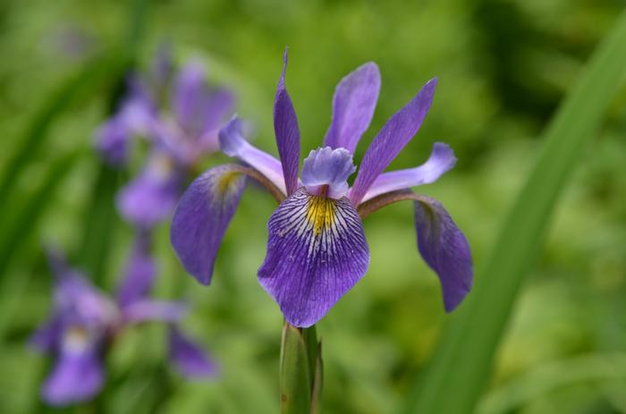 Blue Flag (Iris versicolor 'Purple Flame'), purple flowers