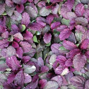 Ajuga reptans 'Burgundy Glow' (Bugle Weed) perennial