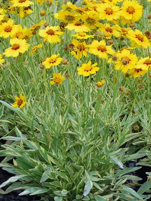 Coreopsis x 'Tequila Sunrise' (Tickseed), yellow flowers