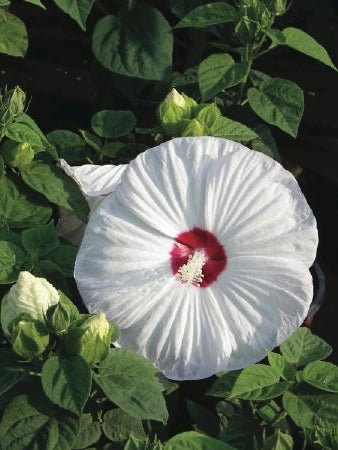 Hibiscus moscheutos Luna™White (Hardy Hibiscus)