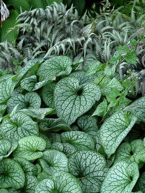 Brunnera macrophylla 'Alexander's Great' (Siberian Bugloss)