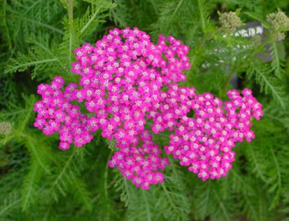 Achillea millefolium Oertel's Rose (Yarrow) perennial