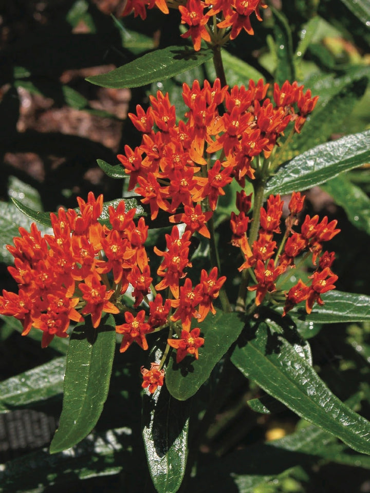 Butterfly Weed (Asclepias tuberosa), orange flowers