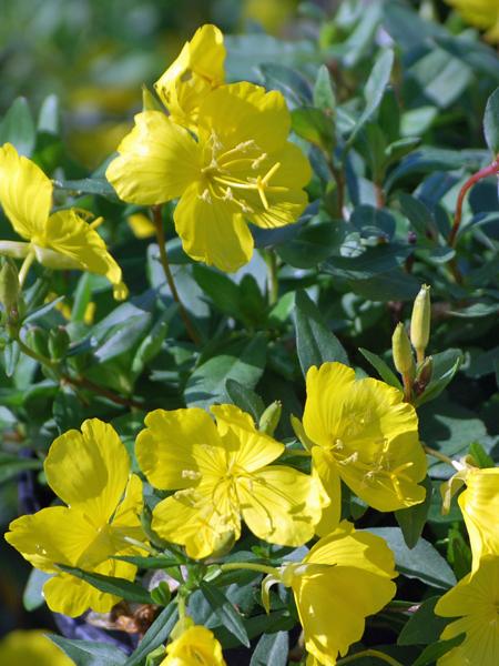 Sundrops (Oenothera fruticosa)