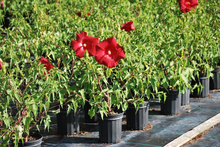 Hibiscus moscheutos 'Lord Baltimore' (Hardy Hibiscus)