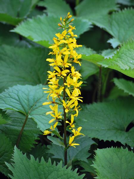 Ligularia stenocephala 'The Rocket' (Ligularia)