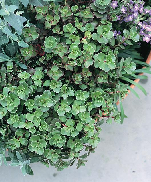 Sedum spurium 'John Creech' (Stonecrop)