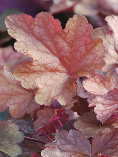 Heuchera x 'Peach Flambe' (Coral Bells)