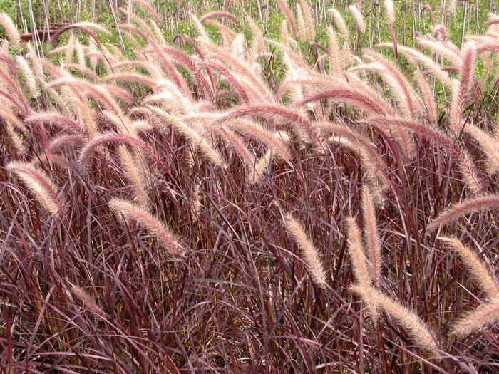 Purple-Leaved Fountain Grass (Pennisetum setaceum 'Rubrum')