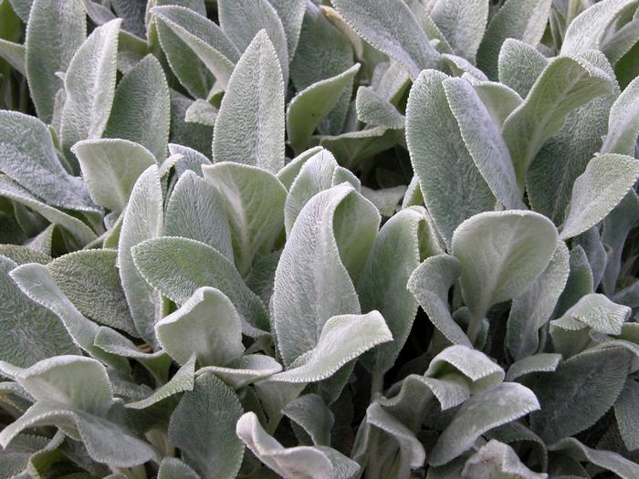 Stachys byzantina 'Silver Carpet' (Lamb's Ear)