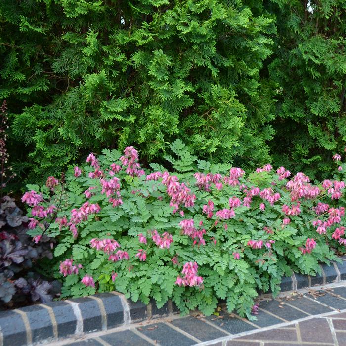 Cutleaf Bleeding Heart (Dicentra formosa 'Luxuriant'), pink flowers