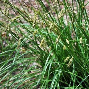 Cherokee Sedge (Carex cherokeensis)