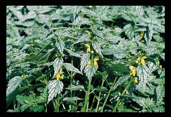 Yellow Archangel (Lamiastrum galeobdolon 'Herman's Pride')