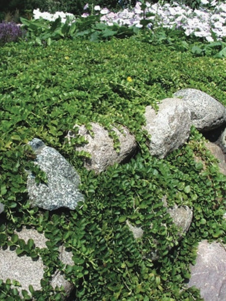 Creeping Jenny (Lysimachia nummularia)