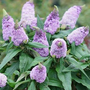 Buddleia Pugster® Amethyst (Butterfly Bush), purple flowers