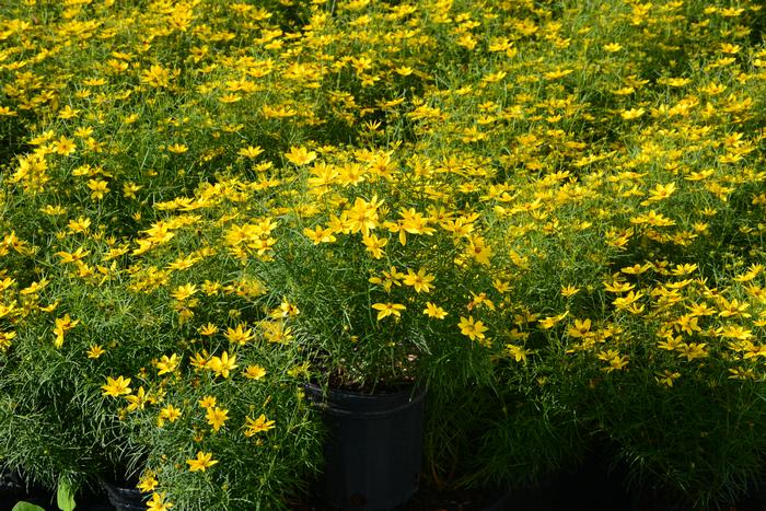 Coreopsis verticillata 'Zagreb' (Tickseed), yellow flowers