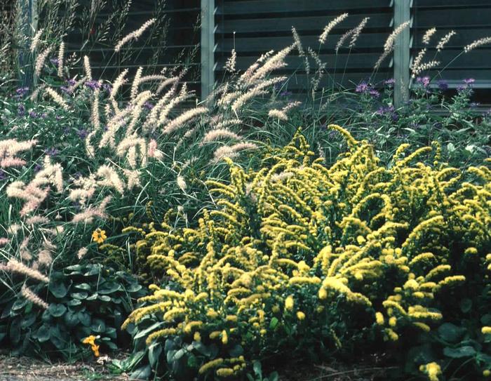 Dwarf Goldenrod (Solidago sphacelata 'Golden Fleece')