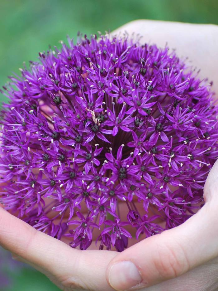 Allium 'Ambassador' (Ornamental Onion) perennial