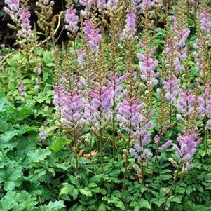 Astilbe chinensis 'Pumila' (False Spirea) perennial, purple flowers