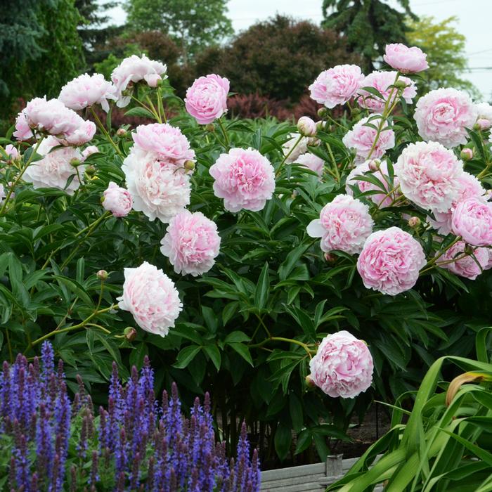 Paeonia lactiflora 'Sarah Bernhardt' (Garden Peony)