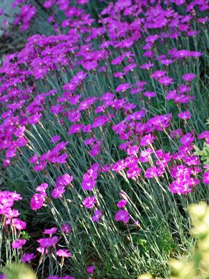 Dianthus gratianopolitanus 'Firewitch' (Garden Pinks), pink flowers