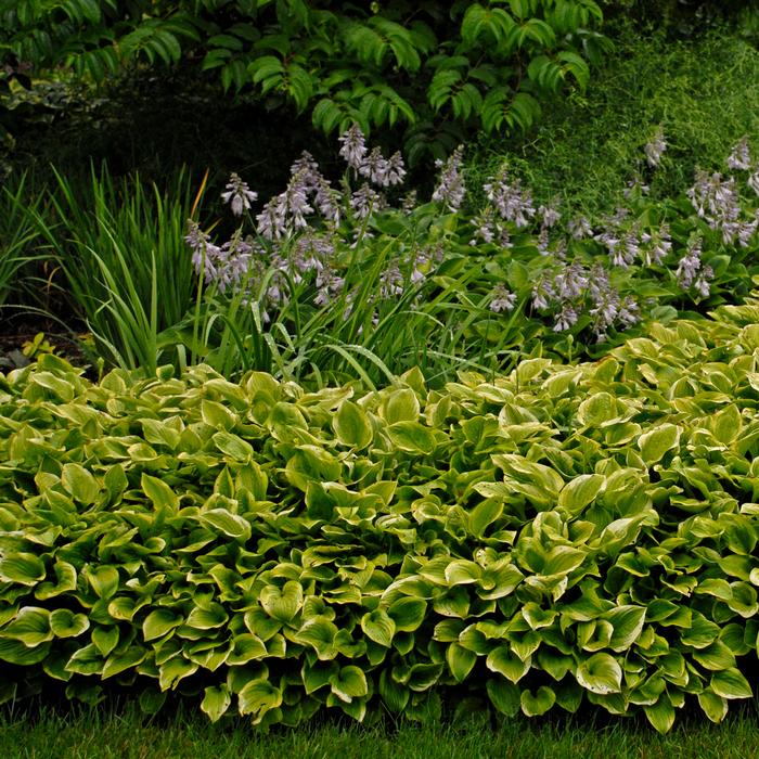 Hosta x 'Golden Tiara' (Plantain Lily)