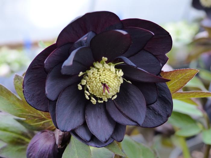 Helleborus x hybridus Winter Jewels® 'Onyx Odyssey'