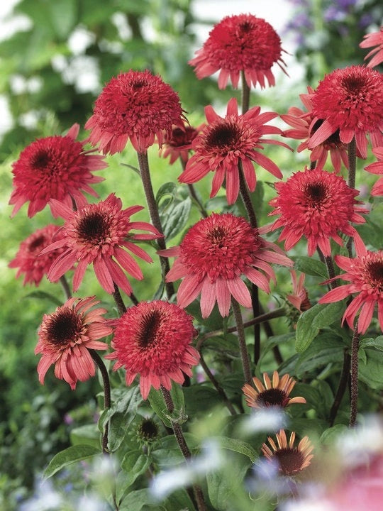 Echinacea x purpurea 'Raspberry Truffle' (Coneflower), pink flowers