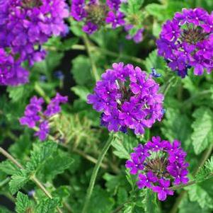 Verbena x 'Homestead Purple' (Vervain)