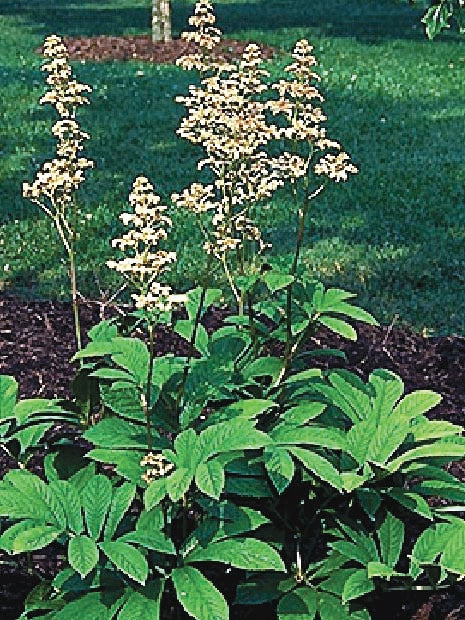 Rodger's Flower (Rodgersia aesculifolia)